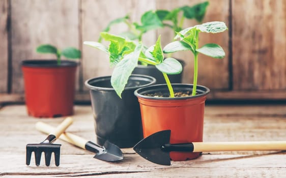 seedlings of cucumbers. selective focus