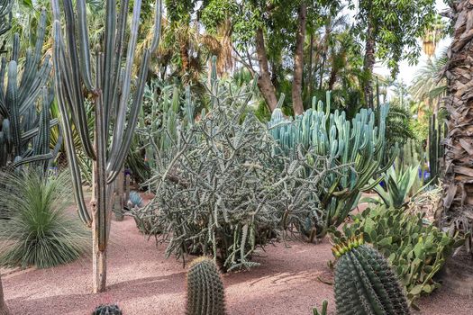 Cactuses in Majorelle Garden in Marrakech City, Morocco