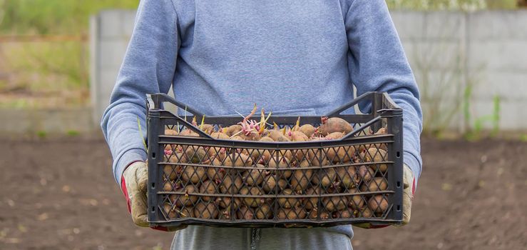 Potatoes for planting on a farm in a box. selective focus