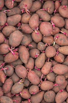 Potatoes for planting on a farm in a box. selective focus