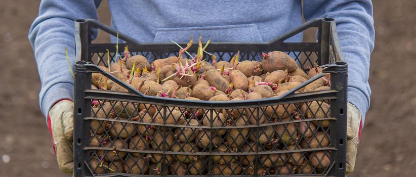 Potatoes for planting on a farm in a box. selective focus