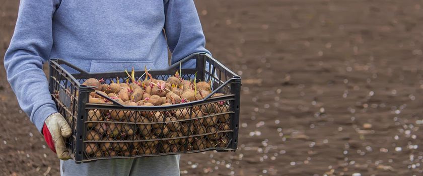 Potatoes for planting on a farm in a box. selective focus