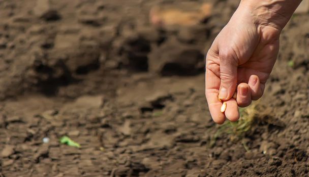 Young adult woman hand planting pumpkin seeds in fresh dark soil.selective focus