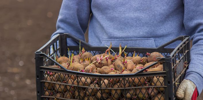 Potatoes for planting on a farm in a box. selective focus