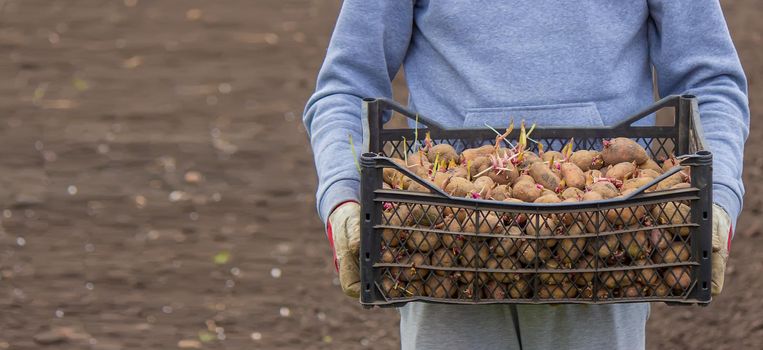 Potatoes for planting on a farm in a box. selective focus