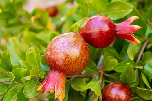 Red pomegranate on a tree in leaves. Selective focus.Nature