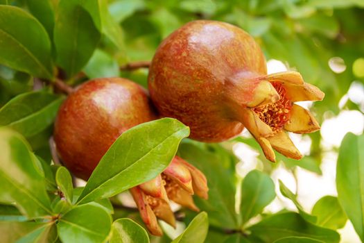 Red pomegranate on a tree in leaves. Selective focus.Nature