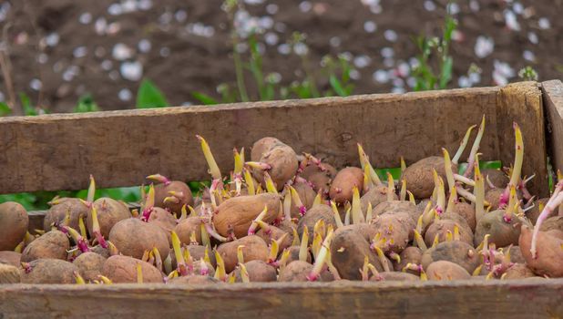 Potatoes for planting on a farm in a box. selective focus