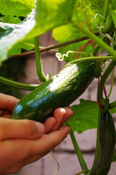 Cucumbers growing on a vine in a rural greenhouse. Selective focus.narure