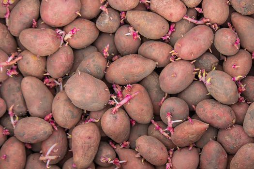 Potatoes for planting on a farm in a box. selective focus