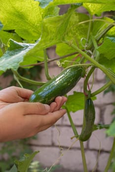 Cucumbers growing on a vine in a rural greenhouse. Selective focus.narure