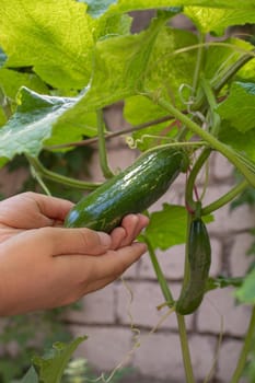 Cucumbers growing on a vine in a rural greenhouse. Selective focus.narure