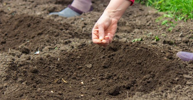 Young adult woman hand planting pumpkin seeds in fresh dark soil.selective focus