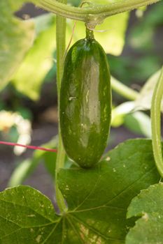 Cucumbers growing on a vine in a rural greenhouse. Selective focus.narure