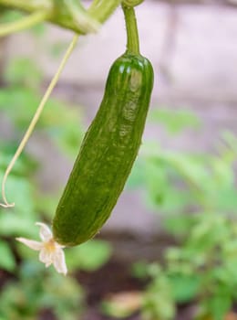 Cucumbers growing on a vine in a rural greenhouse. Selective focus.narure