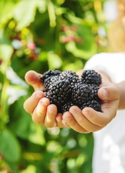 blackberry in the hands of a child on the background of nature. selective focus.food