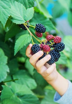 blackberry in the hands of a child on the background of nature. selective focus.food
