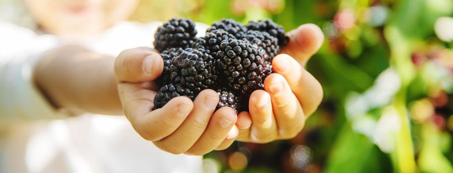 blackberry in the hands of a child on the background of nature. selective focus.food