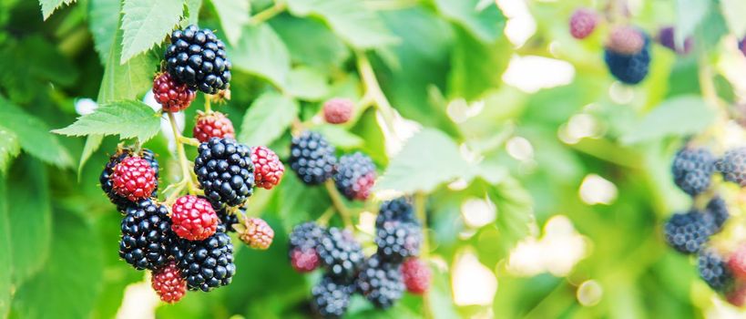 Blackberries grow in the garden. Ripe and unripe blackberries on a bush. food