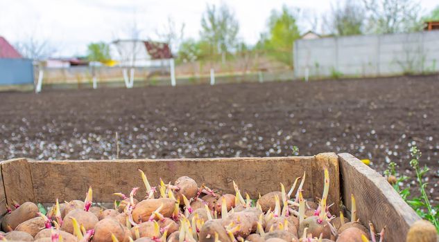 Potatoes for planting on a farm in a box. selective focus
