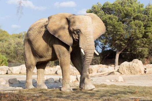 Side view of african elephant  walking in the nature