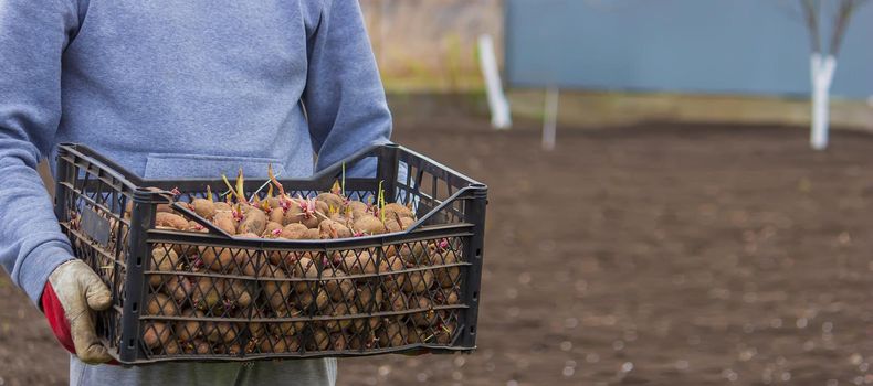 Potatoes for planting on a farm in a box. selective focus