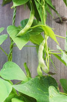 selenium bean pods in garden. selective focus.food