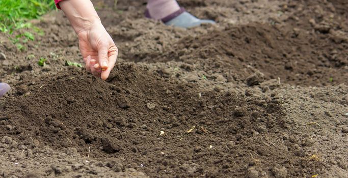 Young adult woman hand planting pumpkin seeds in fresh dark soil.selective focus
