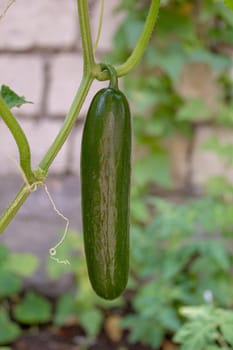 Cucumbers growing on a vine in a rural greenhouse. Selective focus.narure