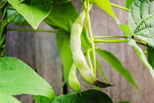 selenium bean pods in garden. selective focus.food