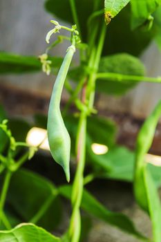 selenium bean pods in garden. selective focus.food