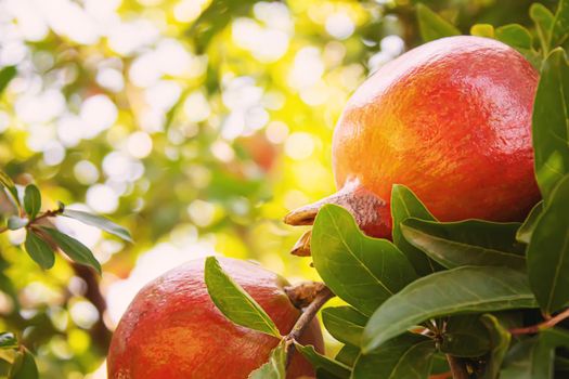 pomegranate on tree in a farm garden.selectiv focus.nature