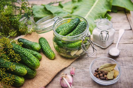 preservation of fresh house cucumbers. Selective focus. nature