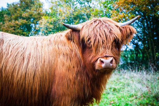 Scottish Highland cow in the nature in autumn