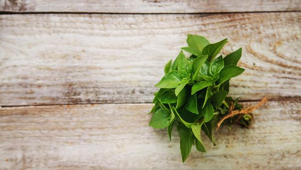 fresh home herbs from the garden. basil. Selective focus. nature.