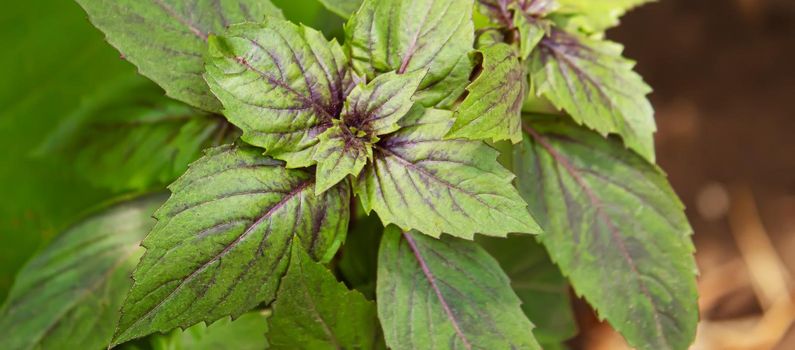 red and green basil in the garden. selective focus.nature