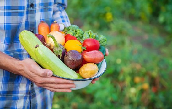 Vegetables in the hands of a man in the garden. Selective focus food