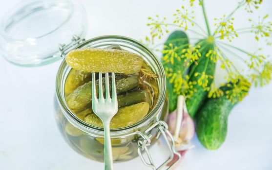 preservation of fresh house cucumbers. Selective focus. nature