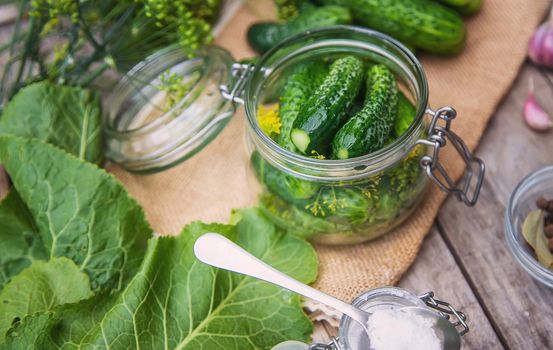 preservation of fresh house cucumbers. Selective focus. nature