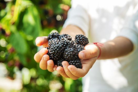 blackberry in the hands of a child on the background of nature. selective focus.food