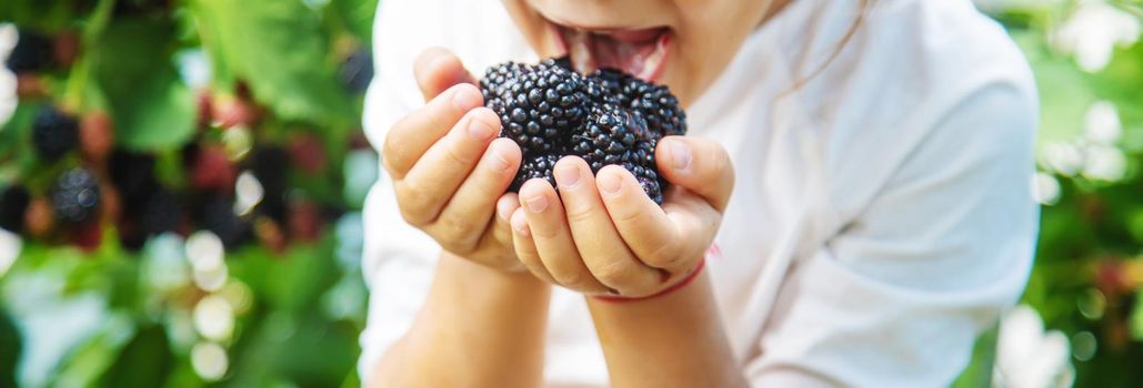 blackberry in the hands of a child on the background of nature. selective focus.food