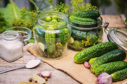 preservation of fresh house cucumbers. Selective focus. nature