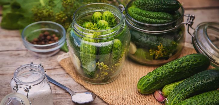 preservation of fresh house cucumbers. Selective focus. nature