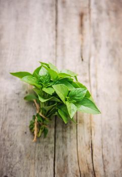 fresh home herbs from the garden. basil. Selective focus. nature.