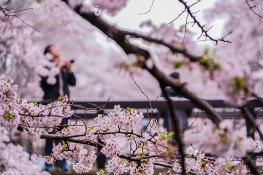 Cherry blossoms in Yoshimoji Green Area Park. Shooting Location: Tokyo metropolitan area