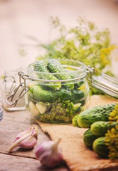 preservation of fresh house cucumbers. Selective focus. nature