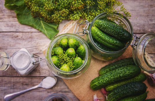 preservation of fresh house cucumbers. Selective focus. nature