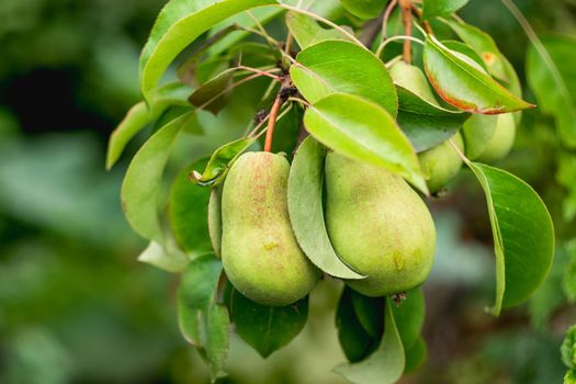 Two green pears. Natural background with organic fruits ripening on tree. Gardening outdoors at summer.