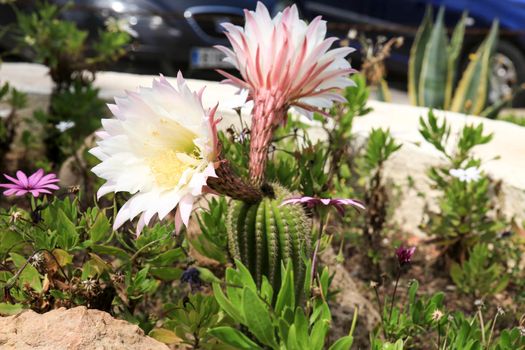 Beautiful Echinopsis Bridgesii Salm-Dyck cactus in bloom in the garden