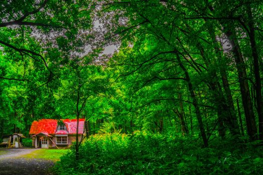 Hong in the forest. Shooting Location: Hokkaido Furano